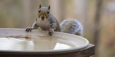 Auch Eichhörnchen gefällt das frische Wasser aus Vogeltränken