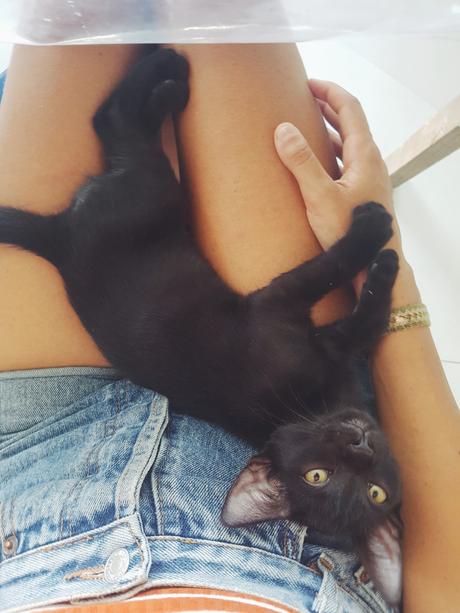 Gedankenpost - Wie eine kleine Katze mir das Entspannen lehrte