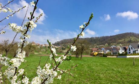 Kirschblütenlauf Kayh 2019