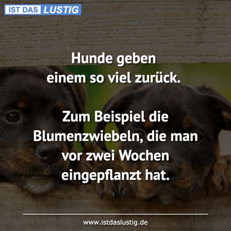 Lustiger BilderSpruch - Hunde geben einem so viel zurück.  Zum Beispiel...