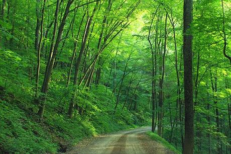 Wälder in Pennsylvania