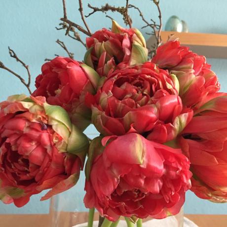 Friday-Floweday – oder –  So verschieden können Tulpen aussehen