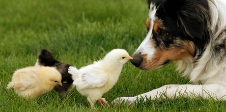 Hunde, Pferde und Hühner können mit Kieselgur behandelt werden