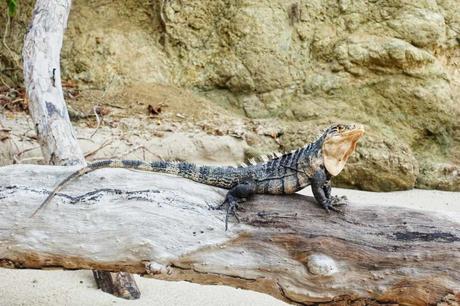 Manuel Antonio Nationalpark in Costa Rica – ein Erfahrungsbericht