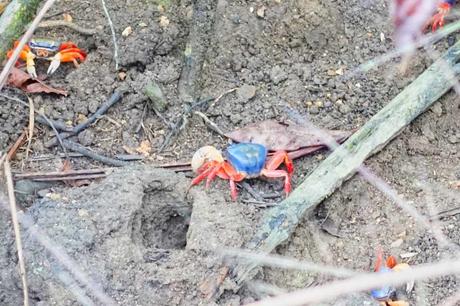 Manuel Antonio Nationalpark in Costa Rica – ein Erfahrungsbericht