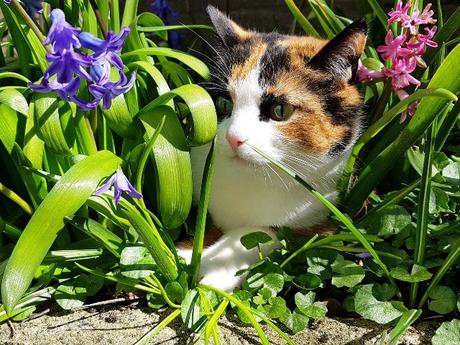 Ostern mit Katze und Hund