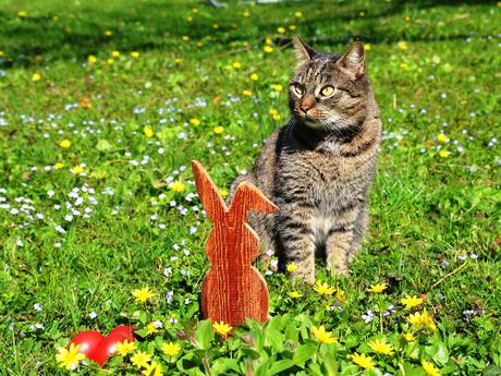 Ostern mit Katze und Hund