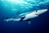 Blauhai vor Mallorca getötet