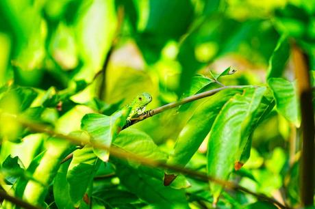 Natur pur im Corcovado Nationalpark auf der Halbinsel Osa