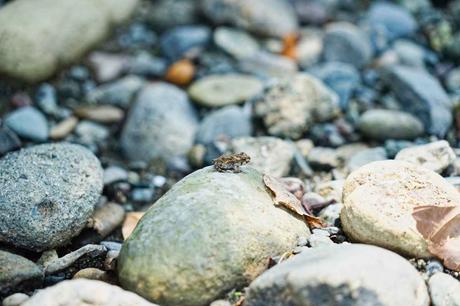 Natur pur im Corcovado Nationalpark auf der Halbinsel Osa