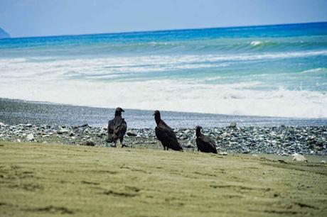 Natur pur im Corcovado Nationalpark auf der Halbinsel Osa