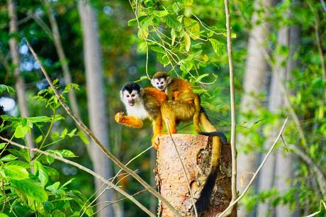 Natur pur im Corcovado Nationalpark auf der Halbinsel Osa