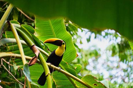 Natur pur im Corcovado Nationalpark auf der Halbinsel Osa
