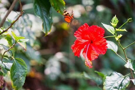 Natur pur im Corcovado Nationalpark auf der Halbinsel Osa