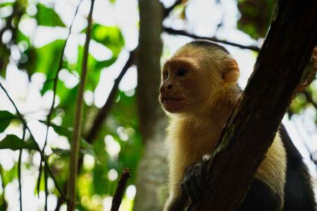 Natur pur im Corcovado Nationalpark auf der Halbinsel Osa