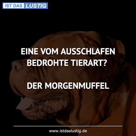 Lustiger BilderSpruch - EINE VOM AUSSCHLAFEN BEDROHTE TIERART?  DER...