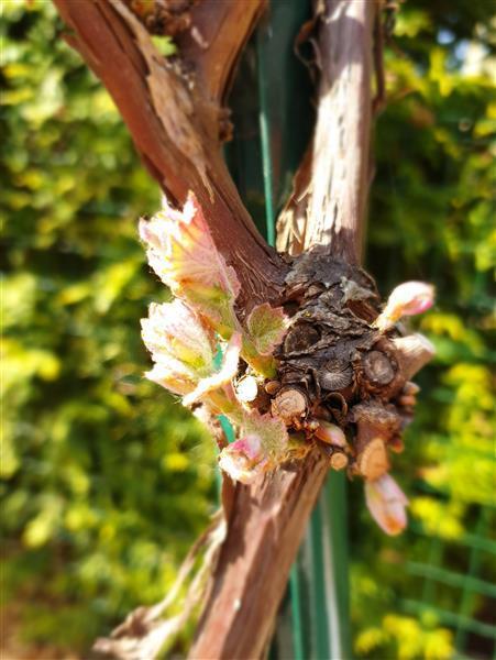 Wein im Garten – Weinfrühling 2019