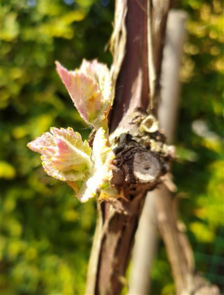 Wein im Garten – Weinfrühling 2019
