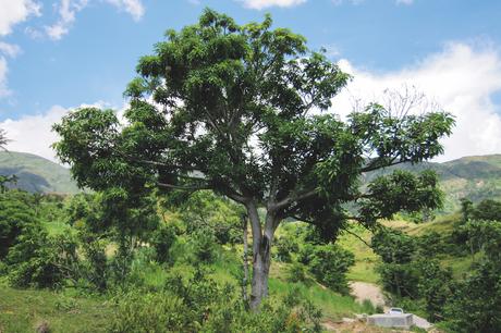 CO2-Kompensation von treedom - Mangobaum in Kenya