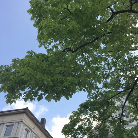 12tel-Blick im April 2019 – oder – Der Frühling hat ganze Arbeit geleistet.