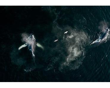 „The whale and the raven“ – Weltpremiere auf DOK.fest München – Mit VERLOSUNG!