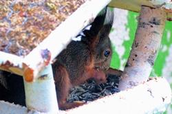 Eichhörnchen im Vogelhäuschen...