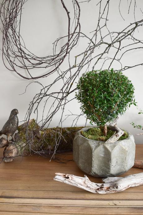 Naturdeko mit Topfpflanze: Verschönerung Übertopf Zimmerpflanze mit Moos Eukalyptus Schleierkraut. Myrte Dekoidee Deko Dekoration Übertopf natürlich dekorieren
