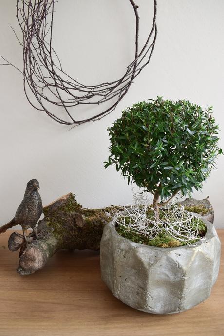 Naturdeko mit Topfpflanze: Verschönerung Übertopf Zimmerpflanze mit Moos Eukalyptus Schleierkraut. Myrte Dekoidee Deko Dekoration Übertopf natürlich dekorieren einfach selbermachen