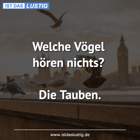 Lustiger BilderSpruch - Welche Vögel hören nichts?  Die Tauben.