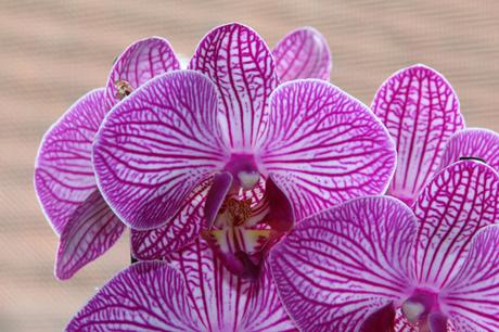 Foto: Fein geäderte Phalaenopsis-Blüten