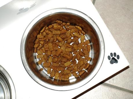 Gesundes Hundefutter: Woran erkennt man gutes Futter