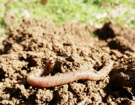 Regenwürmer verlieren ihren Lebensraum. Terra Preta beugt vor. 