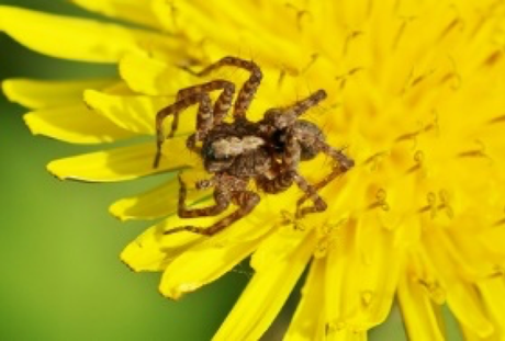 Insektenschwund kann durch Terra Preta verhindert werden