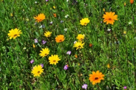 Fachleute sprechen bei Terra Preta auch von lebendigem Boden