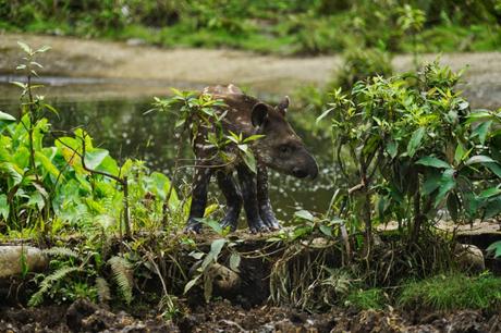 Erfahrungsbericht Dschungeltour in Puyo – von Baños in den Amazonas