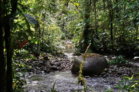Erfahrungsbericht Dschungeltour in Puyo – von Baños in den Amazonas