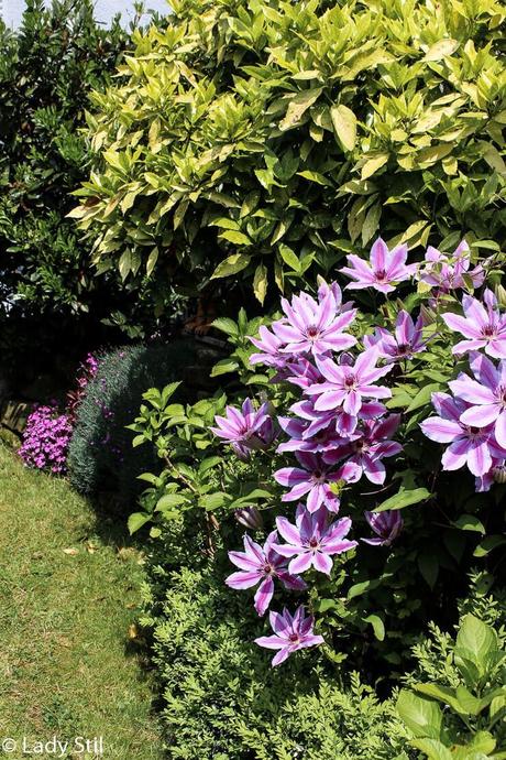 Gartenimpressionen – oder seit das Trampolin weg ist