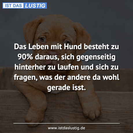 Das Leben mit Hund besteht zu 90 daraus, sich...
