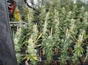 Guardia Civil “findet” eine Marihuana-Plantage in Pollença