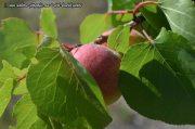 Aprikosenproduktion sinkt in Porreres um 75% im Vergleich zum Vorjahr