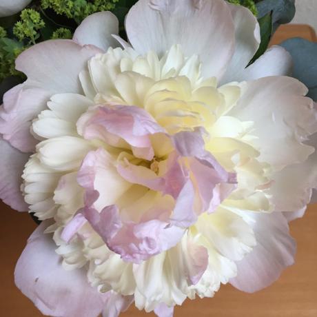 Friday-Flowerday – oder – Pfingstrosen, auf‘s Schönste erblüht