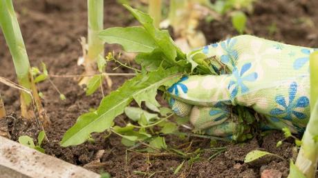 Mit den richtigen Maßnahmen vermeiden Sie Unkraut in Gartenbeeten