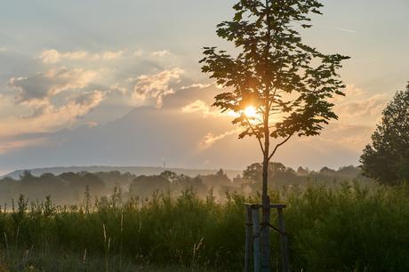 Drei Pfähle verhelfen einem jungen Baum zu mehr Stabilität