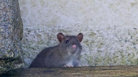 Ratten und ihre Nahrung