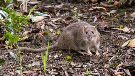 Ratten im Garten