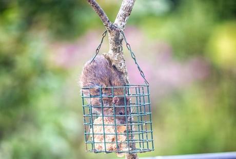 Ratte stiehlt Vogelfutter