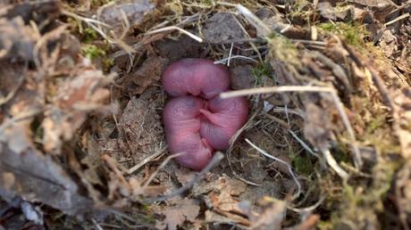 Ratten im Garten erkennen und effektiv bekämpfen