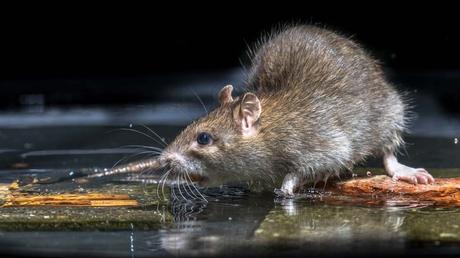 Ratten im Garten erkennen und effektiv bekämpfen