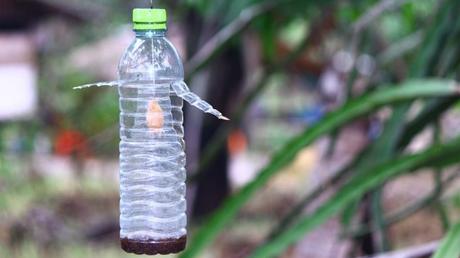 Eine selbstgebaute Fliegenfalle in einer Flasche