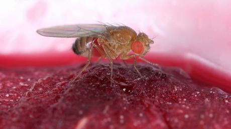 Ein Bild der Obstfliege auf einem Stück Frucht